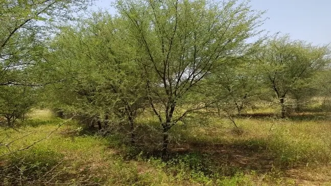 Photo d'un arbre